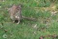 Rattus norvegicus